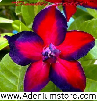 (image for) New Rare Adenium \'Double Stella\' 5 Seeds